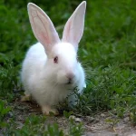 Understanding Rabbit Behavior
