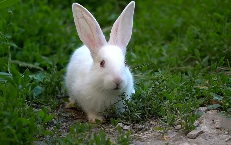 Understanding Rabbit Behavior