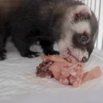 what do ferrets eat