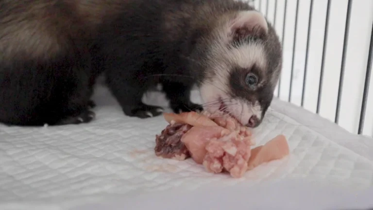 what do ferrets eat