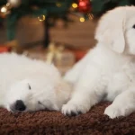 When Do Dogs Stop Growing