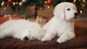 When Do Dogs Stop Growing