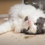 Is Catnip Safe For Cats