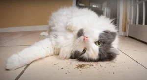 Is Catnip Safe For Cats