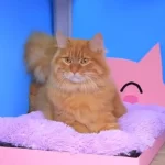 signs your cat loves you