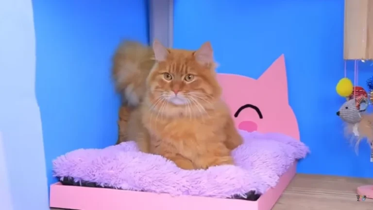 signs your cat loves you